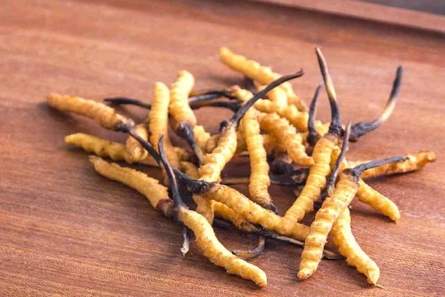 Các loại đông trùng hạ thảo phổ biến hiện nay, cách mua và sử dụng